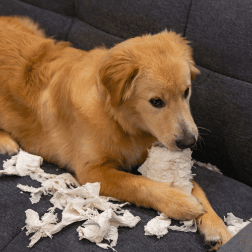 Filhote Mordendo Tudo? Resolva Agora!